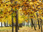Autumn landscape of Shakhty