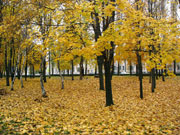 Autumn in Shakhty, fall of leaves