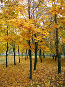 Autumn in Shakhty, city park, fall of leaves