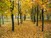 Shakhty, autumn landscape, fall of leaves