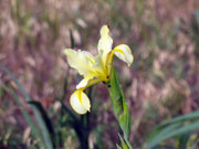 Nature of Rostov region, wild iris