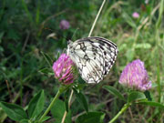 Nature of Rostov region, a butterfly