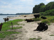Cows at the river