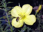 Lunaria flower